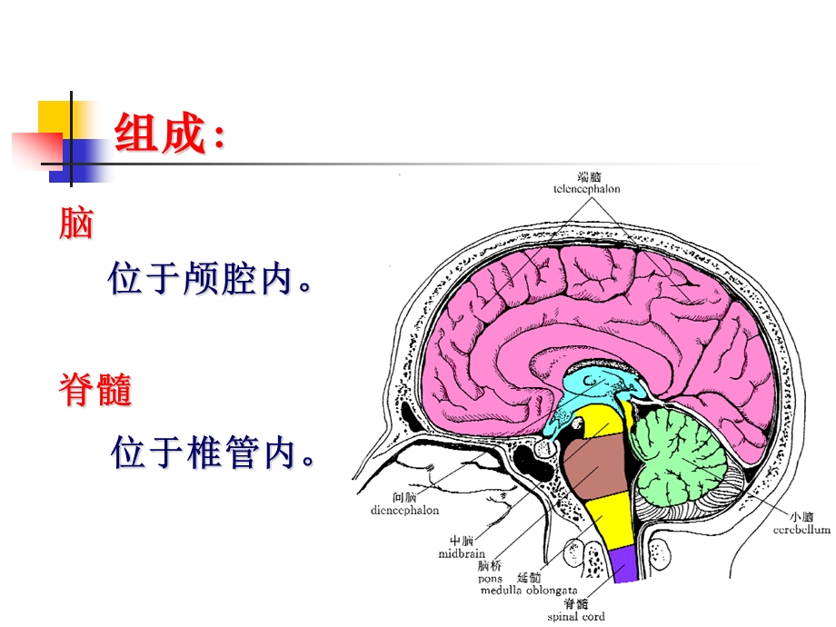 中枢神经系统解剖ppt课件.ppt_第2页