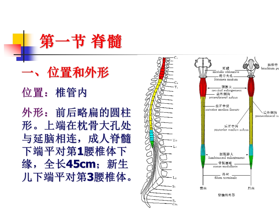 中枢神经系统解剖ppt课件.ppt_第3页