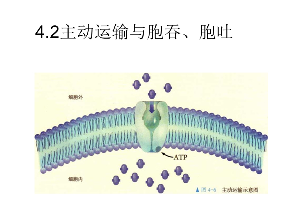 主动运输与胞吞胞吐ppt课件.ppt_第1页