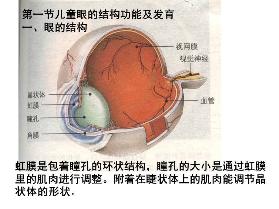 《第八章儿童感觉器官的结构功能及发育》ppt课件.ppt_第2页