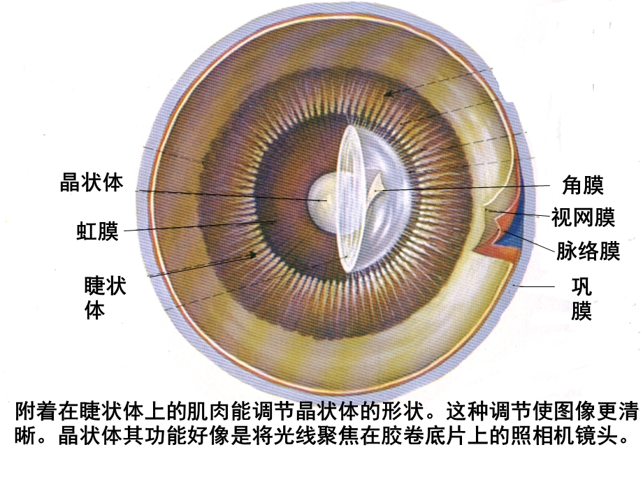 《第八章儿童感觉器官的结构功能及发育》ppt课件.ppt_第3页