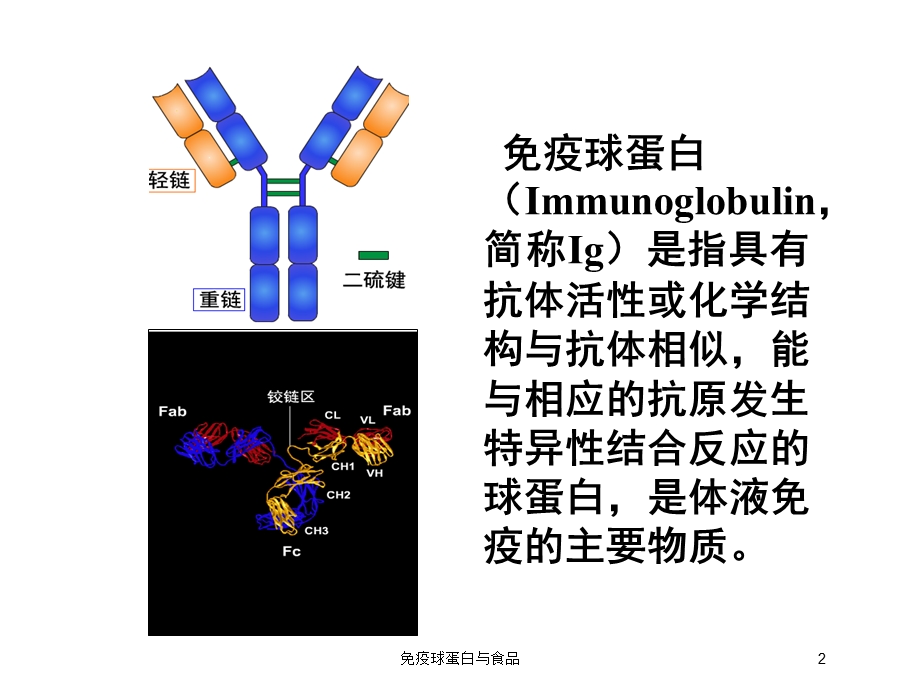 免疫球蛋白与食品培训课件.ppt_第2页