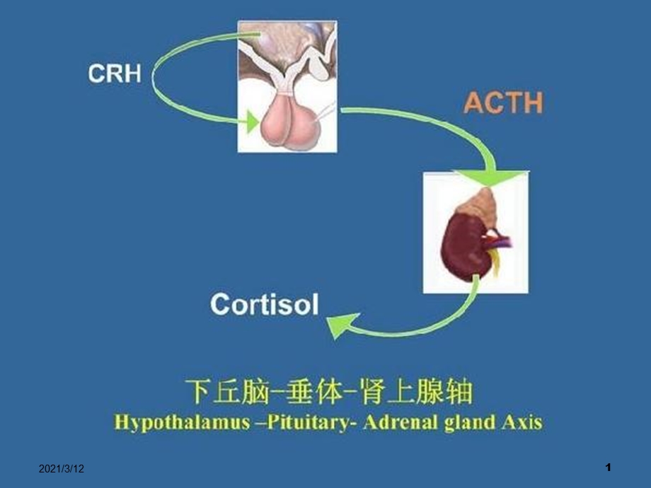 内分泌常见疾病及常用试验课件.pptx_第1页