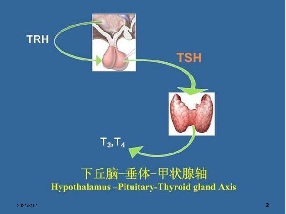 内分泌常见疾病及常用试验课件.pptx_第2页