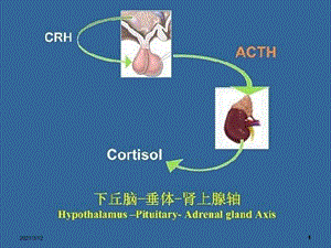 内分泌常见疾病及常用试验课件.pptx