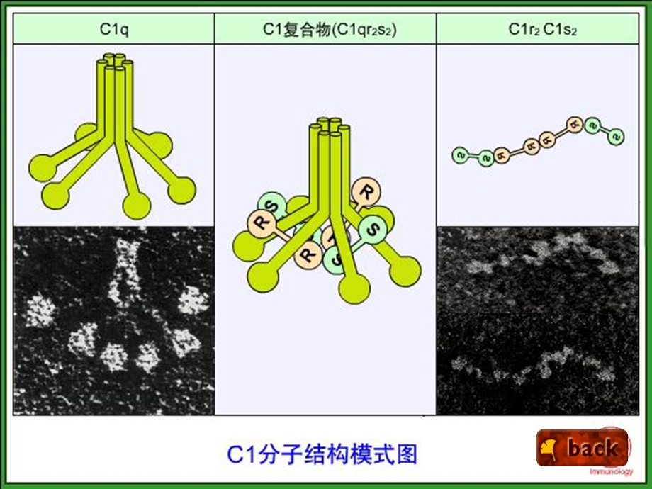 免疫补体系统课件.ppt_第3页