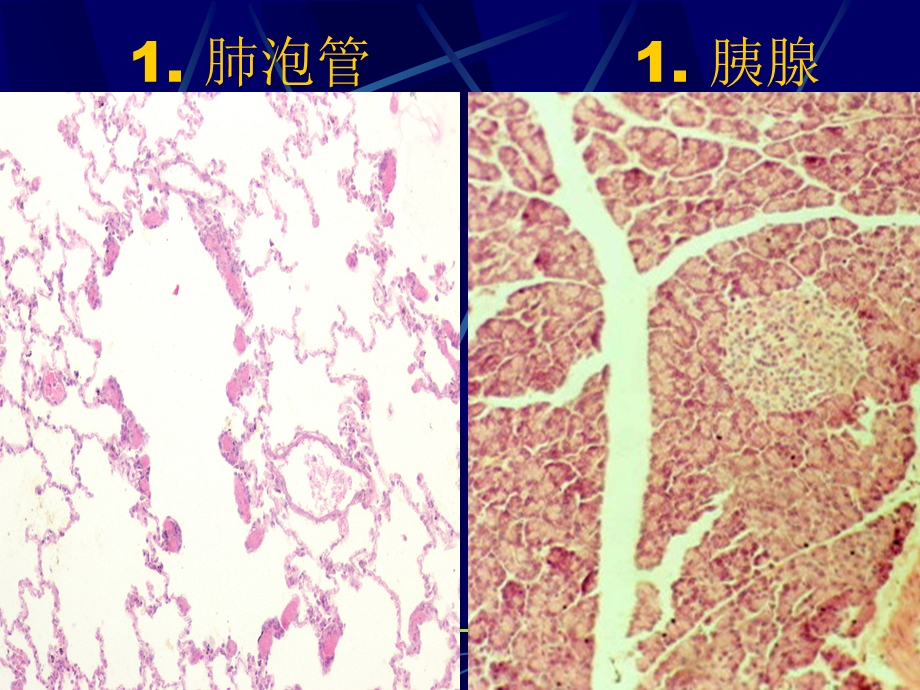 切片考试(07级计生本)课件.pptx_第2页