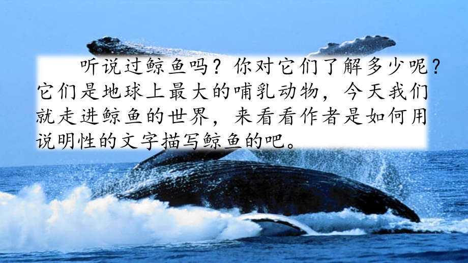 习作例文：《鲸》《风向袋的制作》ppt课件.pptx_第1页