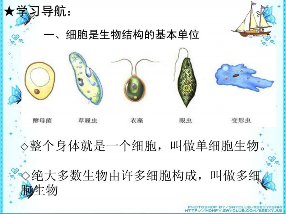 初一生物 细胞的结构和功能课件.ppt_第2页