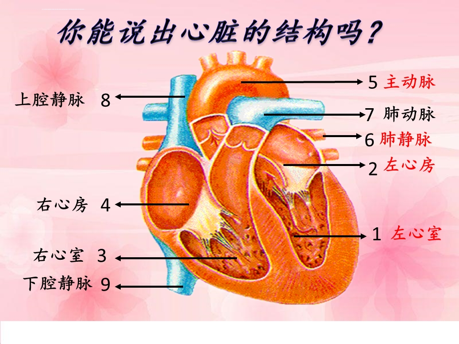 七年级生物下册血液循环ppt课件.ppt_第3页