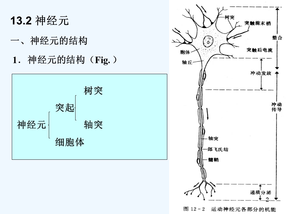 动物生理学第十三章神经系统的运动机能课件.ppt_第2页