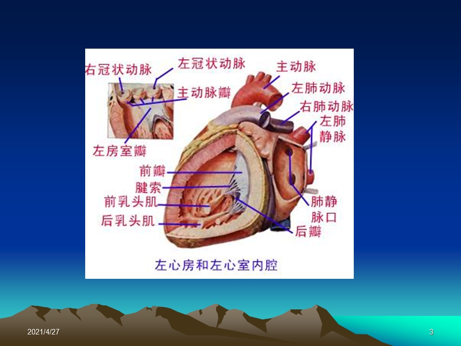 内科循环概述课件.ppt_第3页