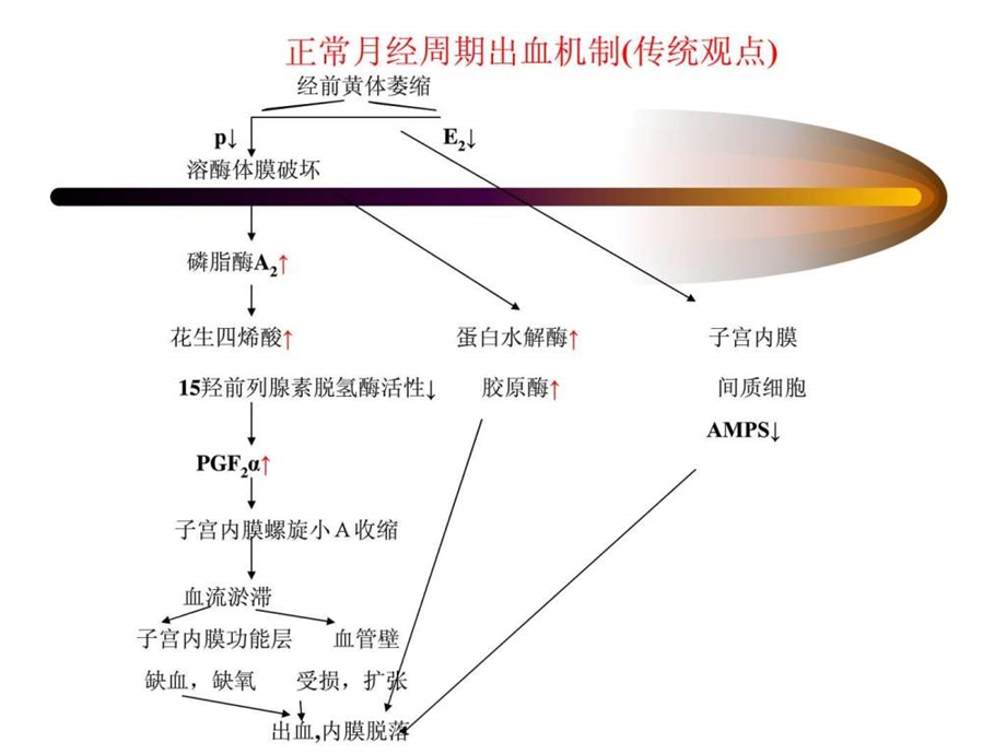 功能失调性子宫出血中西医结合治疗课件.ppt_第3页