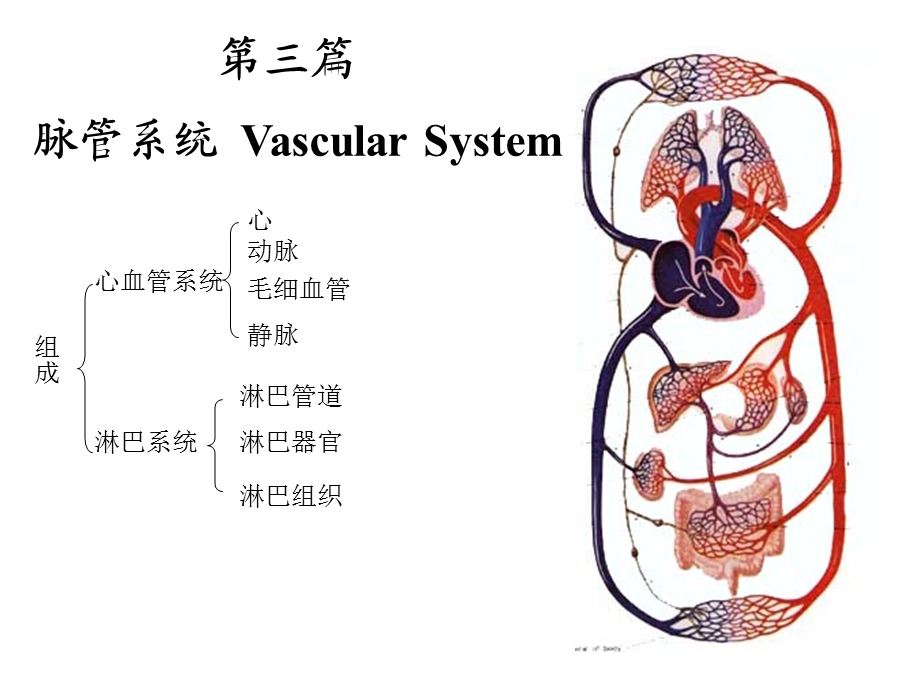 人体解剖学ppt课件.ppt_第2页