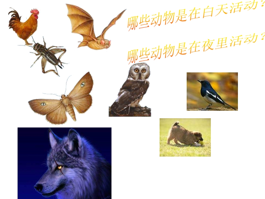 六年级科学上册昼夜与生物课件6青岛版.ppt_第3页