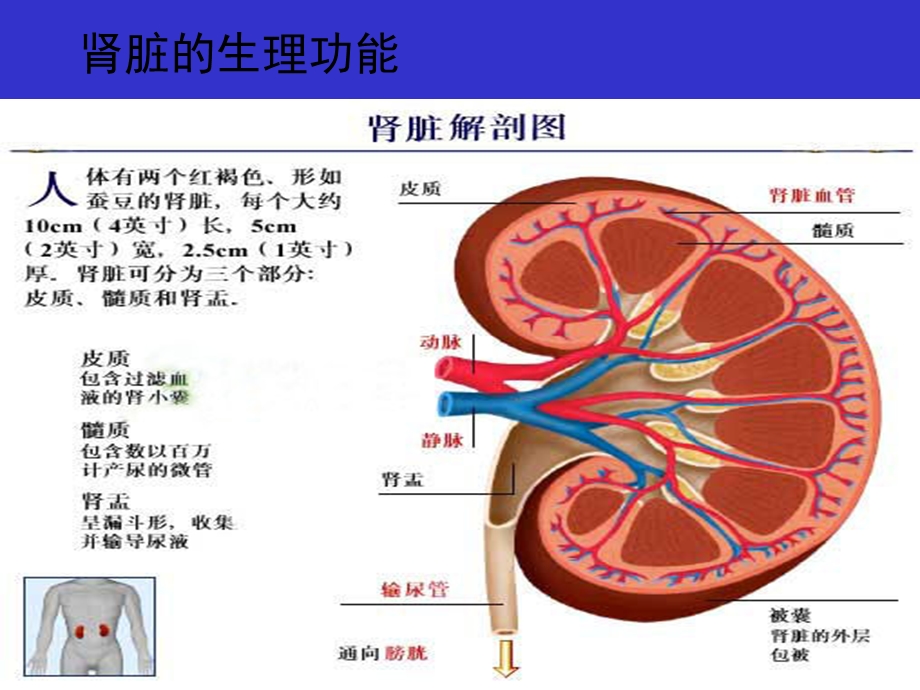 临床生化检查之尿液分析ppt课件.ppt_第3页