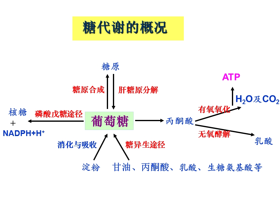 三大物质代谢及相互联系(小结)ppt课件.ppt_第2页