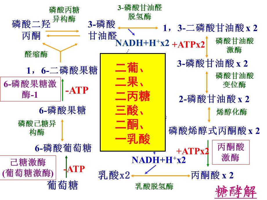 三大物质代谢及相互联系(小结)ppt课件.ppt_第3页