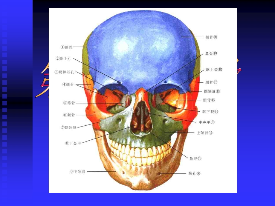 口腔颌骨解剖教材课件.ppt_第1页