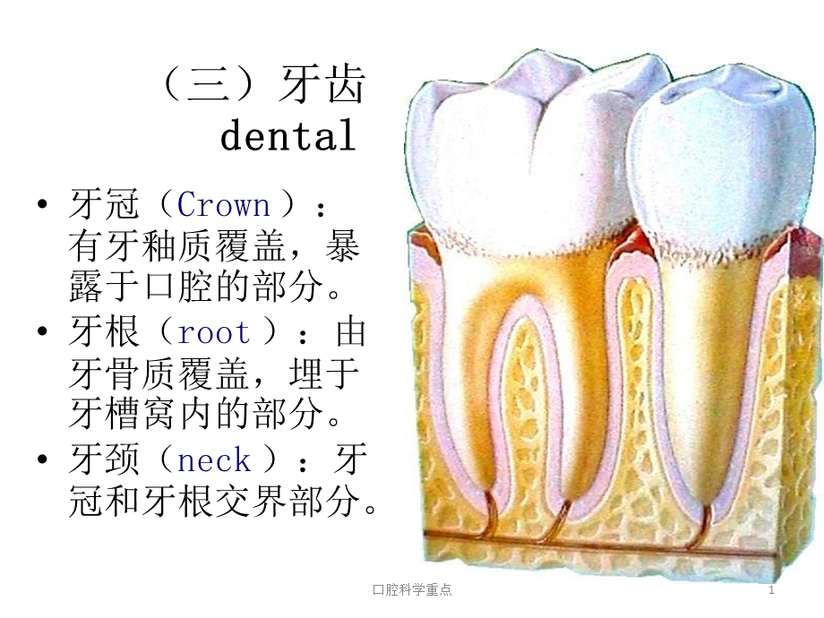 口腔科学重点课件.ppt_第1页