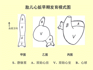 后天性心脏病课件 少儿英语 幼儿教导 教导专区.ppt