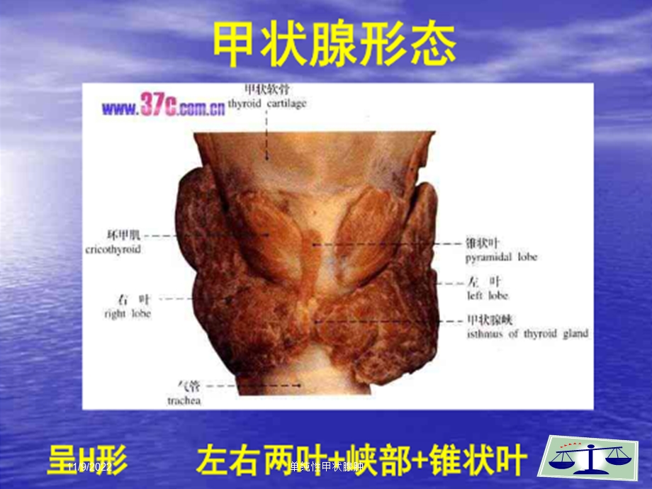 单纯性甲状腺肿培训课件.ppt_第2页