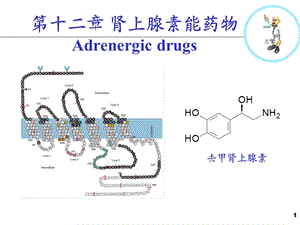 十二肾上腺素能药物课件.pptx