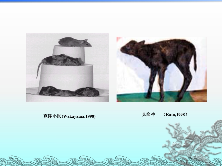 十一章克隆与医学课件.ppt_第3页