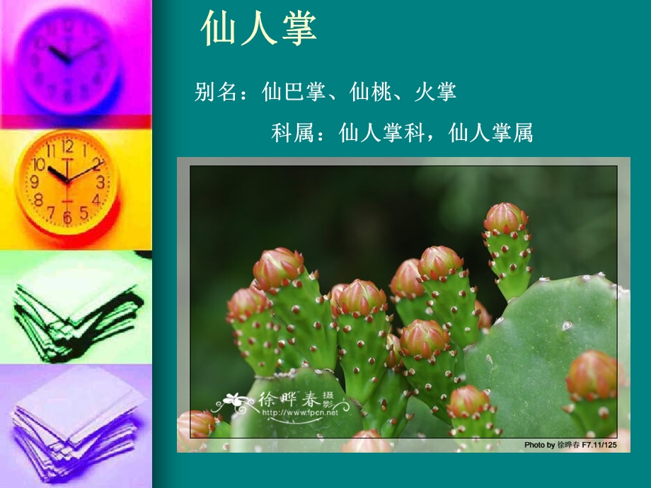 仙人掌和多浆植物ppt课件.ppt_第1页