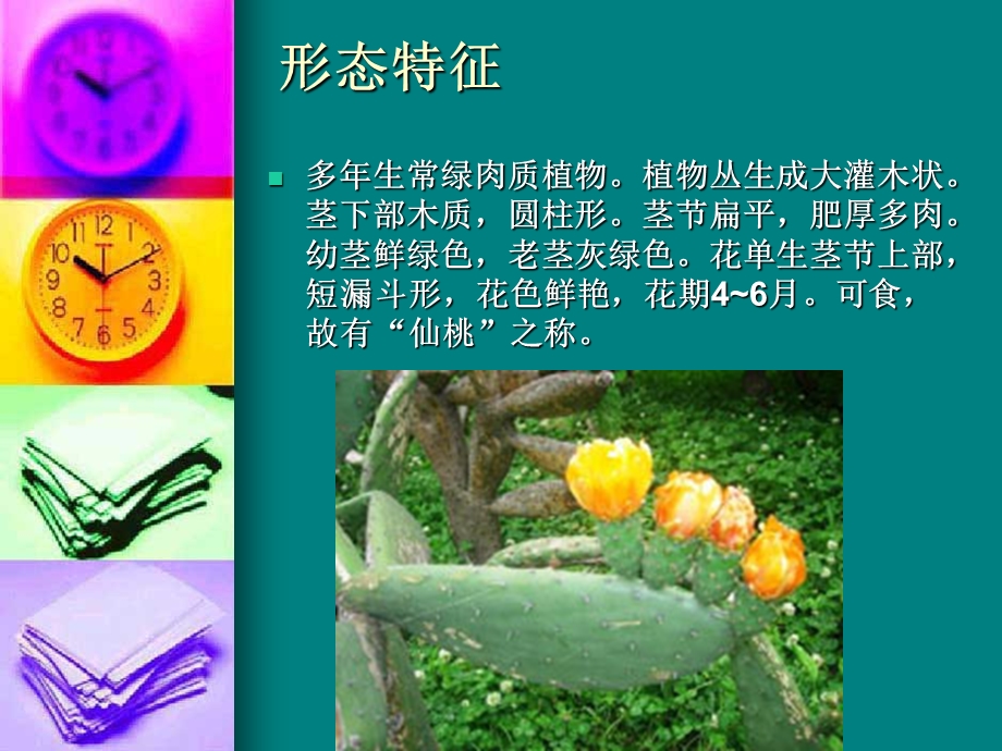 仙人掌和多浆植物ppt课件.ppt_第2页