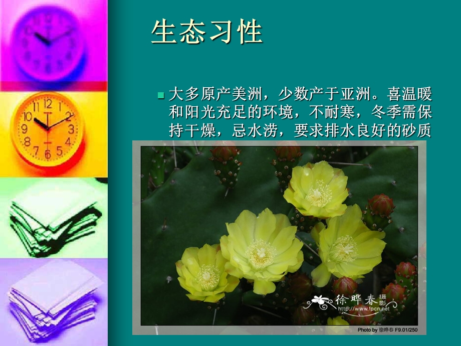 仙人掌和多浆植物ppt课件.ppt_第3页