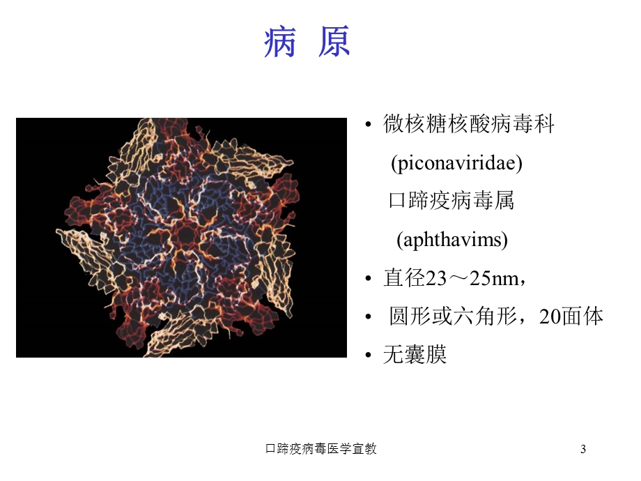 口蹄疫病毒医学宣教培训课件.ppt_第3页