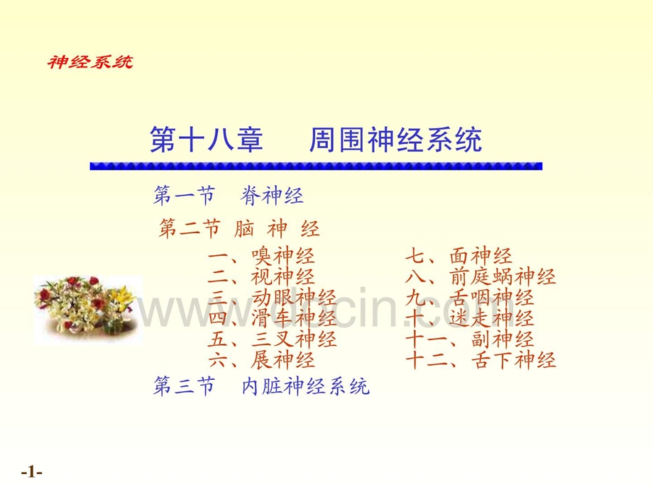 十八章周围神经系统课件.ppt_第1页