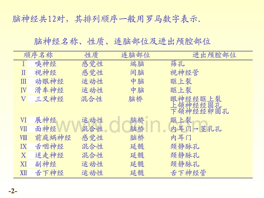 十八章周围神经系统课件.ppt_第2页