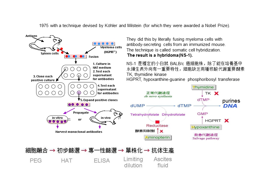 人源化抗体与单克隆抗体制备的主要方法ppt课件.pptx_第3页