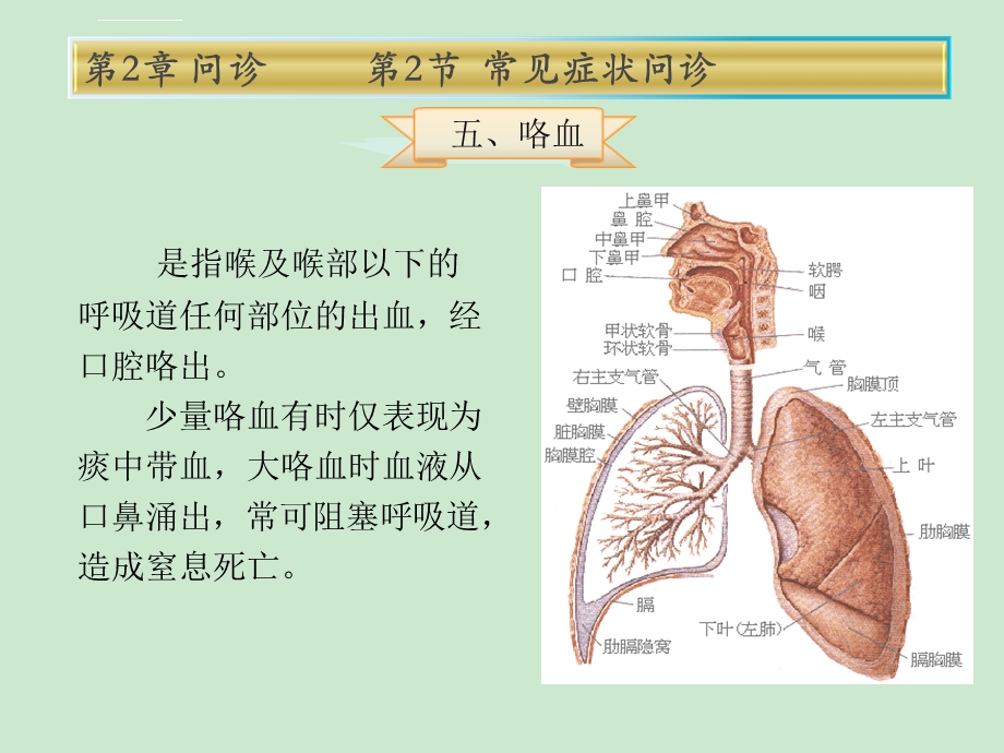 健康评估第2章第2节咯血ppt课件.ppt_第2页