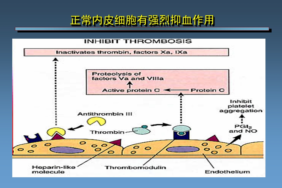 从普通肝素到磺达肝癸钠肝素类抗凝药物研发历程ppt课件.ppt_第3页