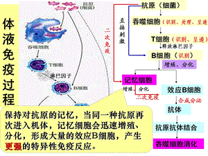 体液免疫与细胞免疫中图版ppt课件.ppt