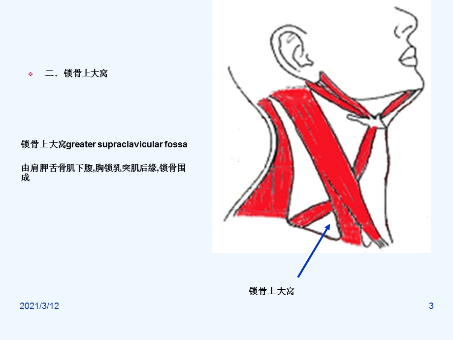 单元胸锁乳突肌课件.ppt_第3页