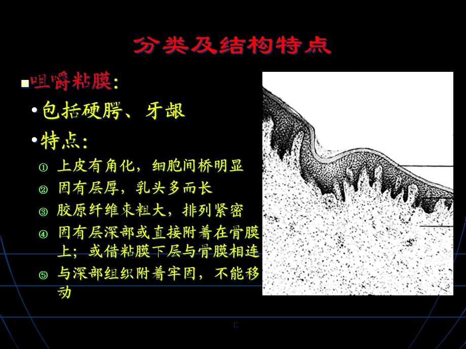 口腔粘膜的分类及结构特点课件.ppt_第3页