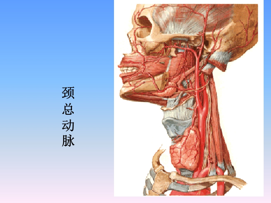 口腔颌面颈部系统解剖动脉课件.pptx_第2页