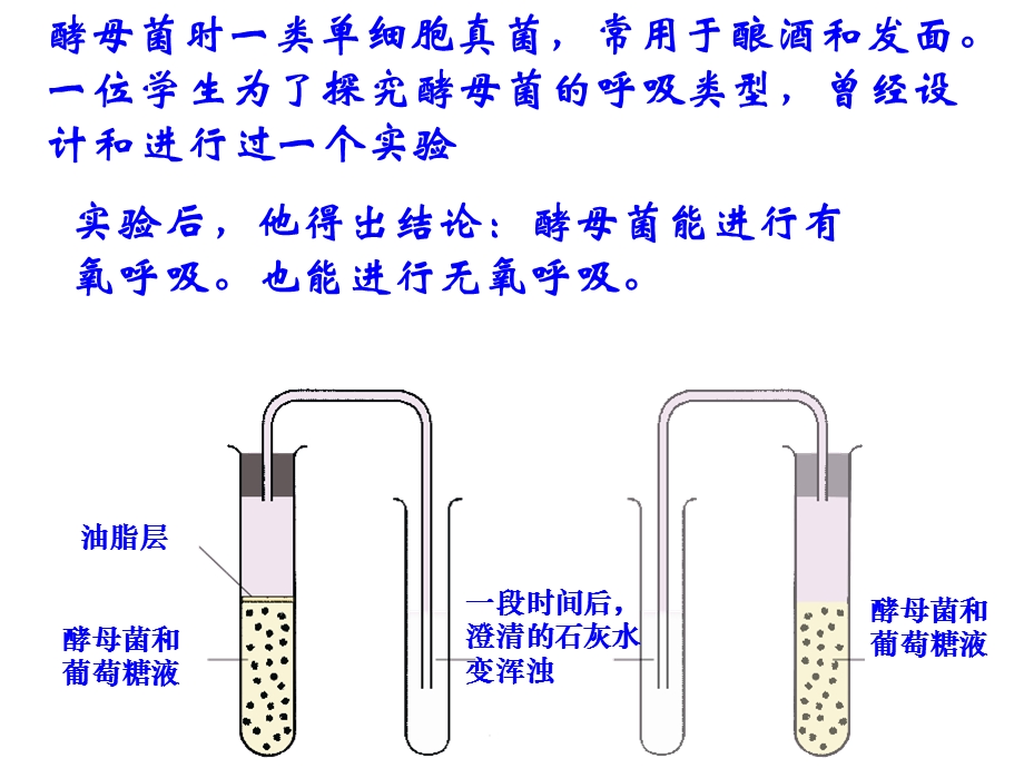 呼吸作用一课件.ppt_第3页