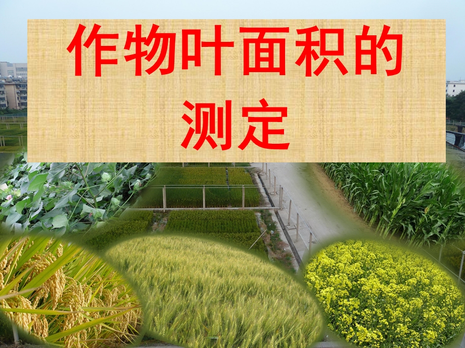 作物叶面积测定小麦ppt课件.ppt_第1页