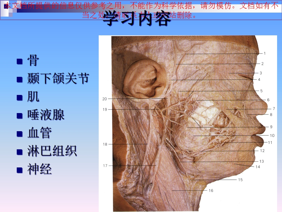 口腔面颈部系统解剖上下颌骨培训课件.ppt_第3页