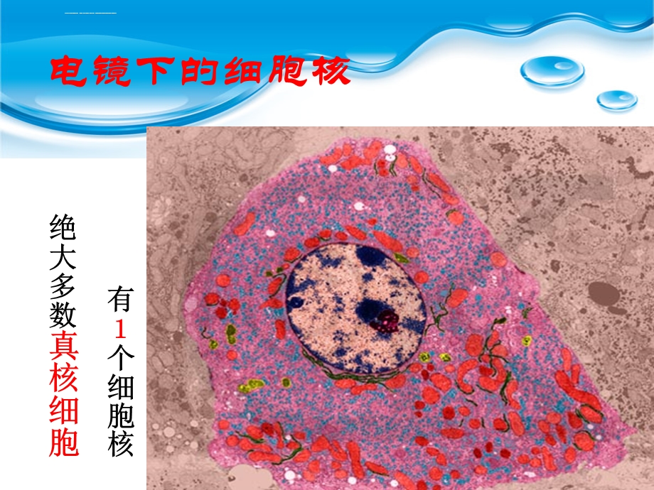 优质课：细胞核ppt新人教版课件.ppt_第2页