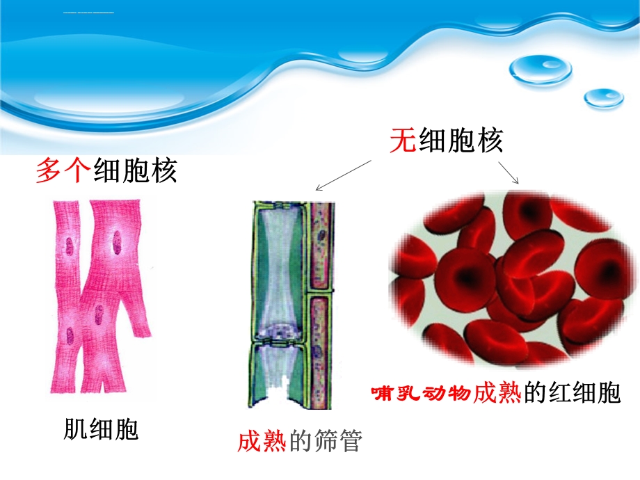 优质课：细胞核ppt新人教版课件.ppt_第3页