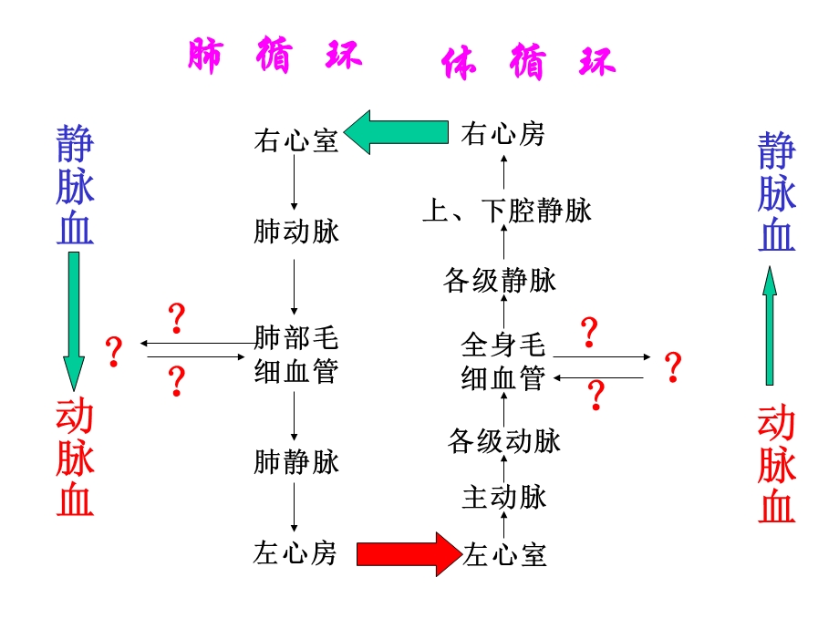 体循环和肺循环的途径ppt课件.ppt_第2页