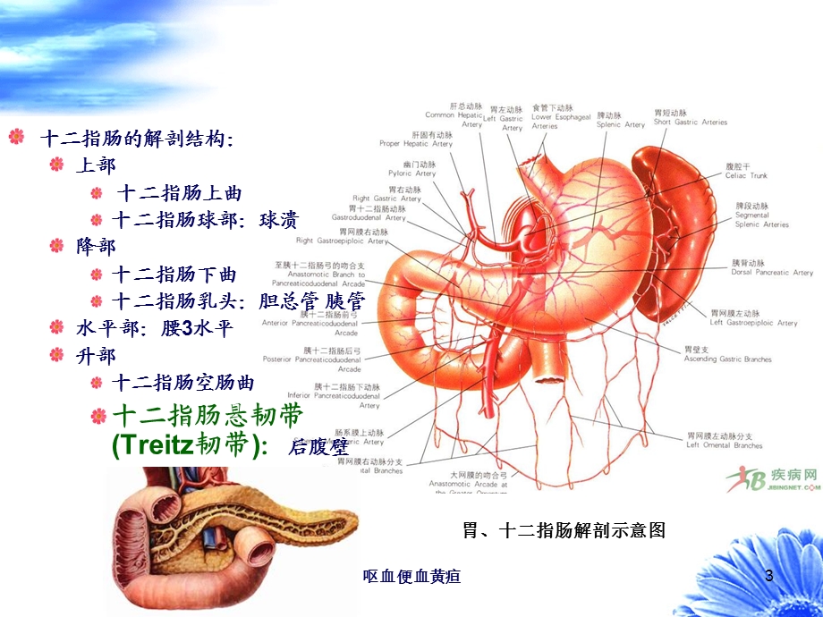 呕血便血黄疸培训课件.ppt_第3页