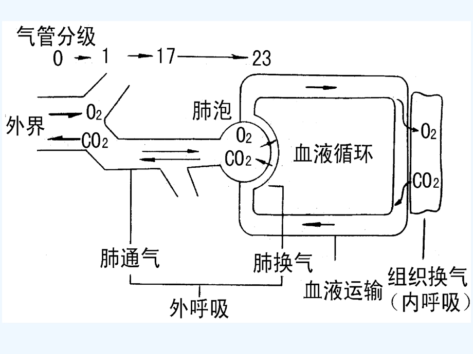 呼吸换气与运输课件.ppt_第2页