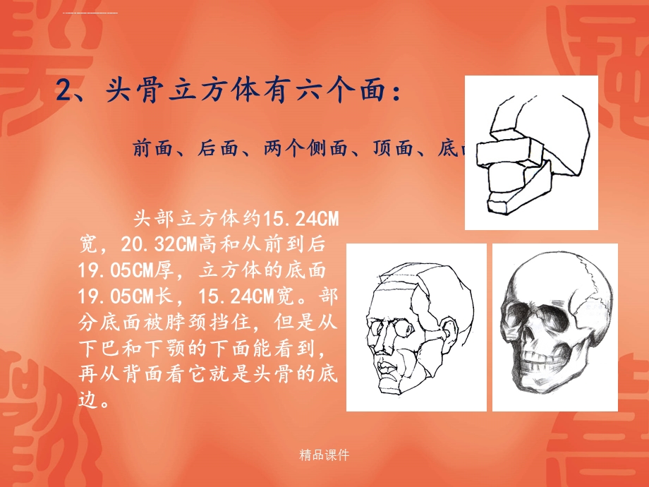 人的头部结构解剖——头骨ppt课件.ppt_第3页